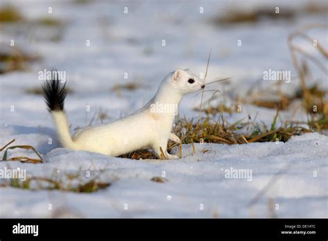 Stoat Or Ermine Mustela Erminea In Its Winter Coat Looking Out For