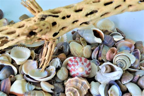 Sea Shells Assorted Small Mix Seashells Bulk Crafts Décor Etsy