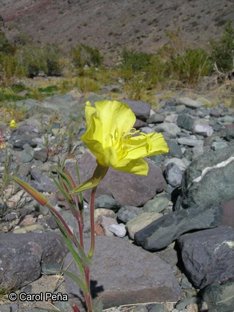 Oenothera Affinis Cambess Catalogoplantasudeccl