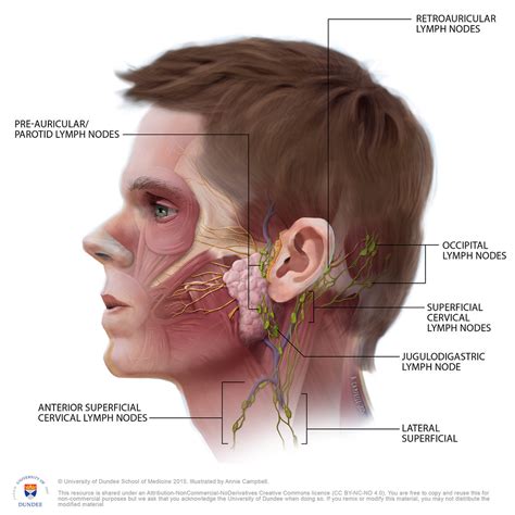 The anterior belly of the digastric muscle divides the two groups. Head Anatomy Superficial Lymph Nodes WITH Labels by Annie ...