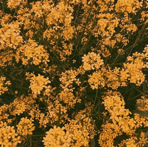 Yellow Flowers Aesthetic 🌻 Hufflepuff Aesthetic Yellow Aesthetic