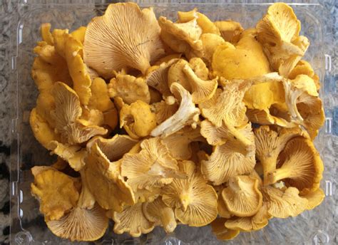 Every Type Of Mushroom You Need To Know About | HuffPost