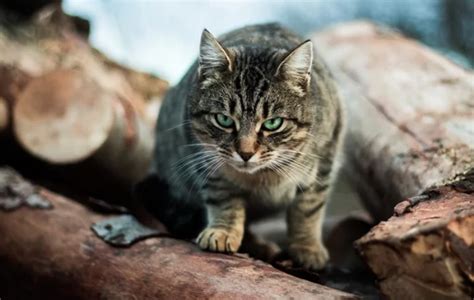 Cats In Australia Kill Over 2 Billion Wild Animals Each