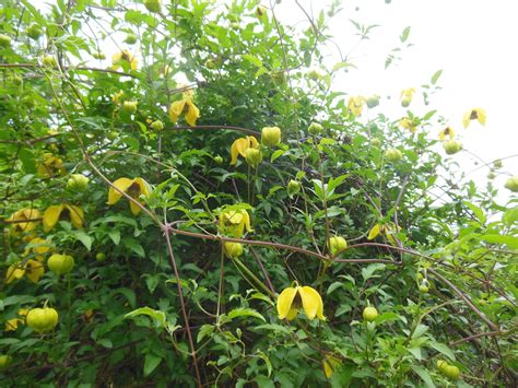Shade tolerant clematis and easy to grow no pruning clematis. Wonderful, vigorous clematis - Bill Mackenzie. Lovely ...