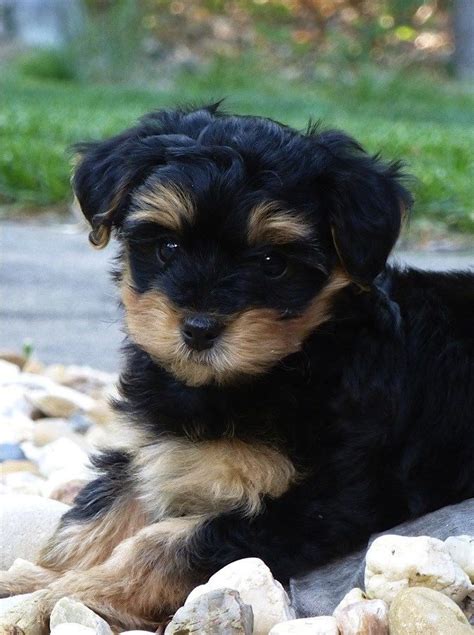 Yorkie Poo Information Yorkie Poo Puppies Yorkshire Terrier Puppies