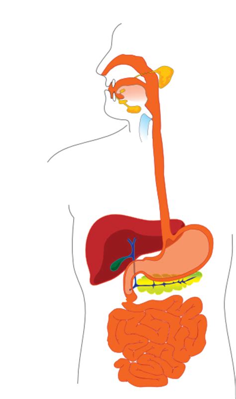 Digestive System Diagram Clip Art