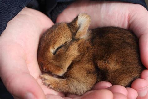 Lovely Sleeping Baby Rabbit Pet Bunny Baby Squirrel Baby Bunnies