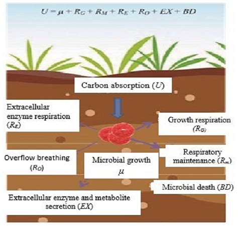 Variation Of Soil Microbial Carbon Use Efficiency Cue And Its