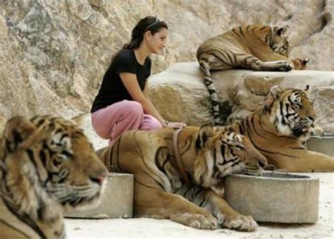 Friendly Tigers In Thailand Thái Lan Con Hổ