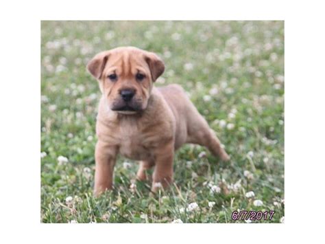 We proudly breed mini bernedoodle puppies for sale that are happy, healthy, and free of genetic disorders. Mini Walrus-DOG-Female-Fawn-1818862-Petland Lewis Center