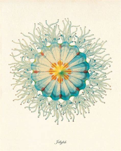 Jellyfish Art Print Vintage Prints Old Prints Nautical Art Etsy