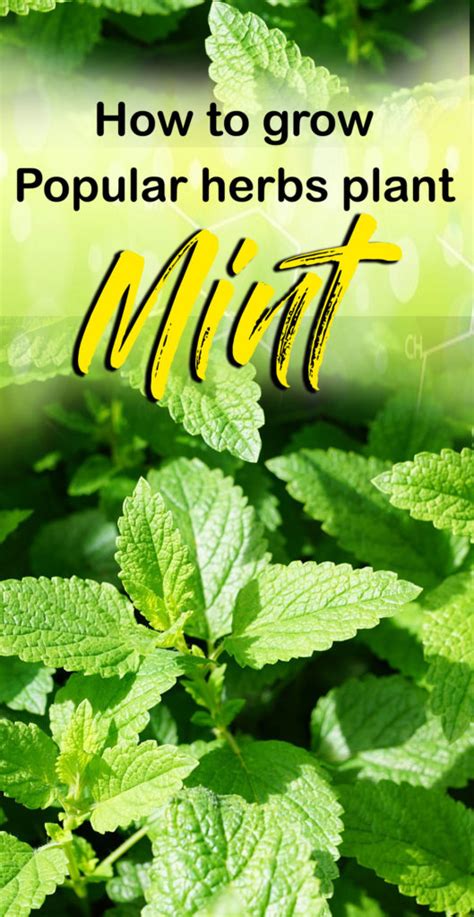 How To Grow Mint In Pots Growing Mint Herb Plant Peppermint Care