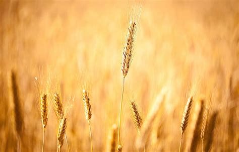 Wheat Field Autumn Grain Field Grain Focus Harvest Spikelets