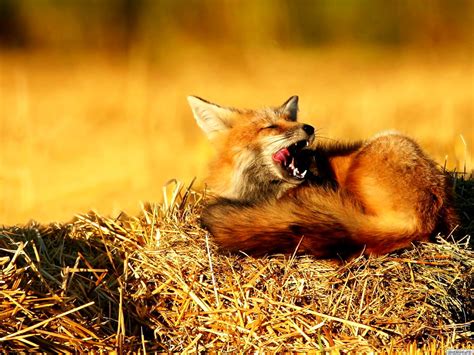 70 Red Fox Wallpapers Hd Download Free Backgrounds