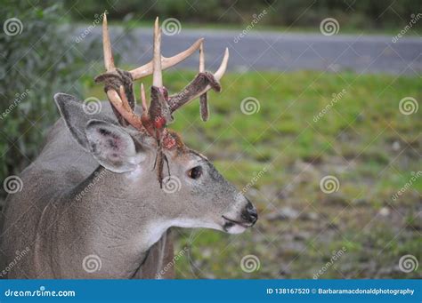 Profile Of A Whitetail Buck Deer With Velvet Shedding Antlers Stock