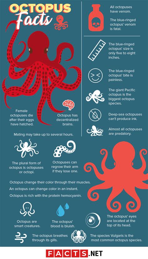 50 Surprising Octopus Facts You Probably Never Knew Taladro