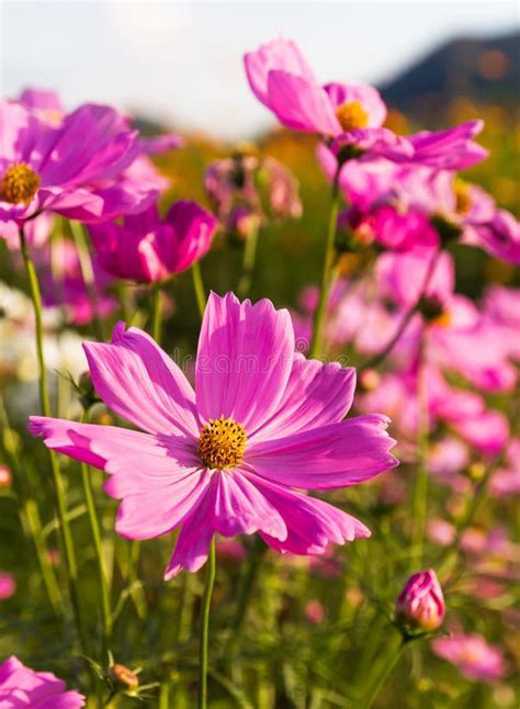Pink Cosmos Flowers Stock Image Image Of Natural Agriculture 28644721