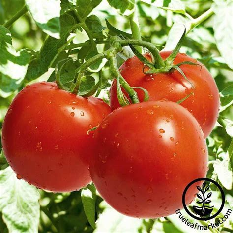 Tomato Seeds Celebrity Hybrid Determinate Vegetable Garden Seed