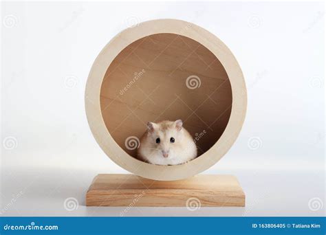 Funny Dwarf Hamster Pictures