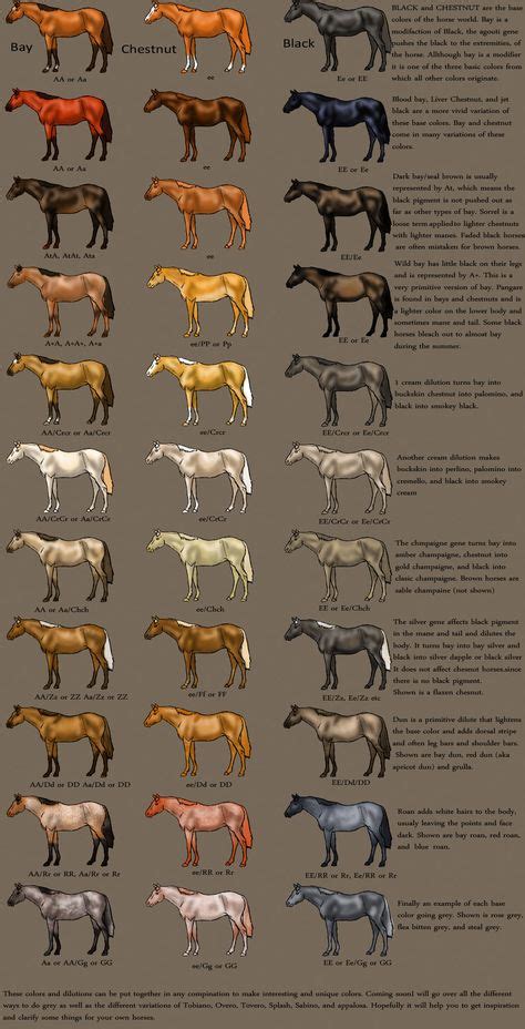 150 Coats Of Many Colors For Horses Ideas Horses Horse Coloring