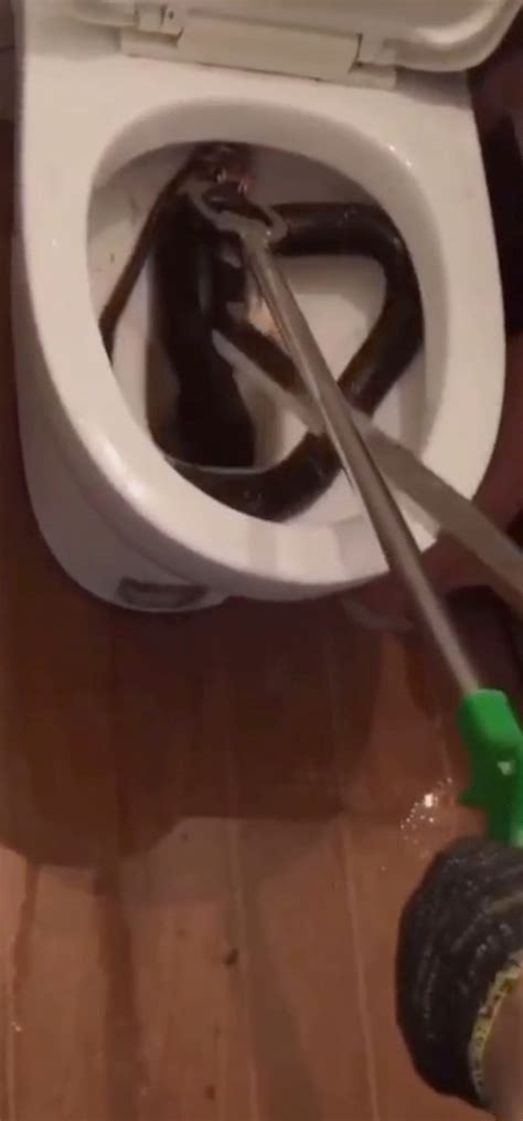Moment Women Scream In Fear As Huge Snake Writhes In Their Toilet