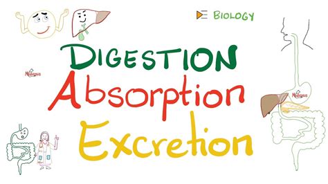 Digestive System Quick Review Digestion Absorption And Excretion