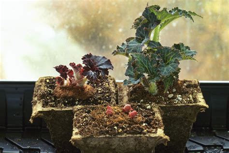 How To Grow Tuberous Begonias Garden Gate