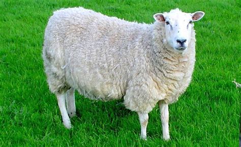 Fresno State Student Sexually Assaults Sheep Police Say