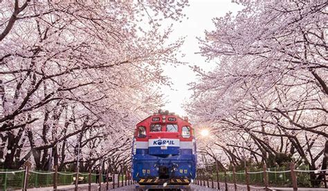 Jinhae Cherry Blossom Statino Trazy Blog
