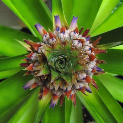 Pineapple Flowers | The tip of a flowering pineapple plant (… | Flickr