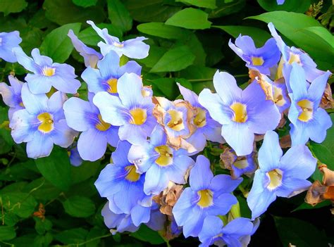 Purple Blue Annual Flowers Photo 1 Comment Hi Res 720p Hd