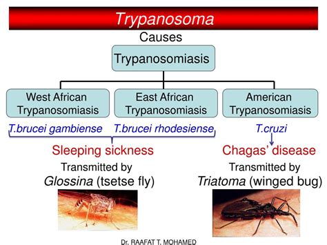 ppt trypanosoma powerpoint presentation free download id 3708960
