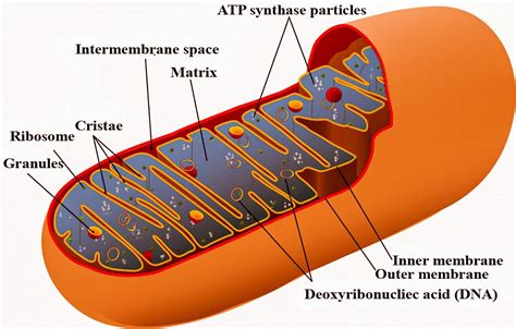 Mitochondria Parts And Functions