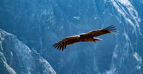 Andean Condor FactsWhere To See Andean Condors In Peru Auri Travel