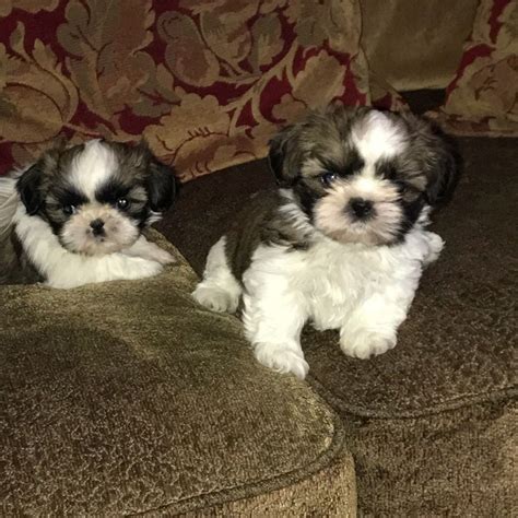 Gorgeous Shih Tzu Puppies For Adoption Offer €200