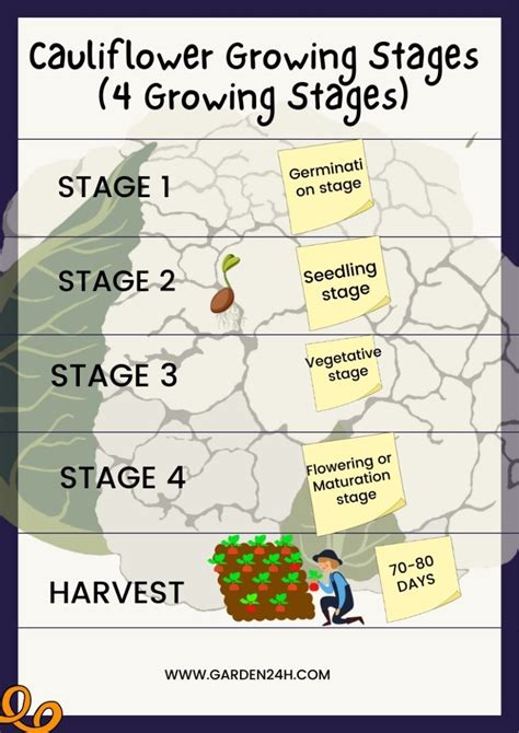 Cauliflower Growing Stages Full Guide Garden 24h