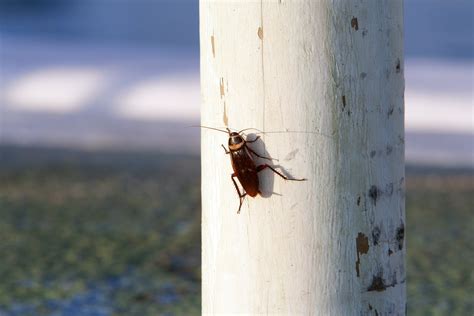 5 Things To Know About Cockroaches Environmental Pest Control