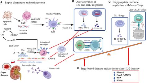 Frontiers Pathogenesis And Novel Therapeutics Of Regulatory T Cell