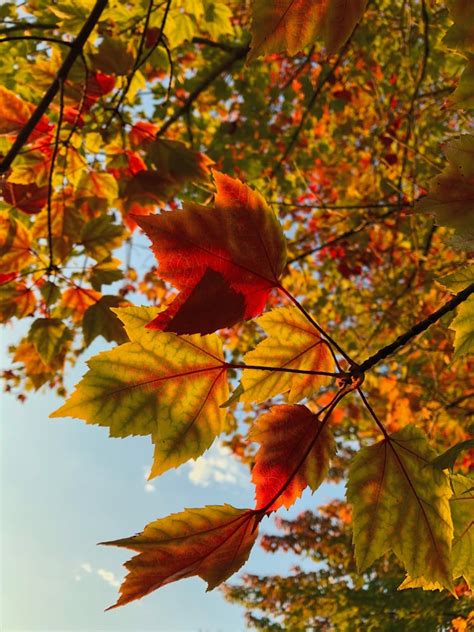 Leaf Autumn Wallpaper And Fall Wallpapers Hd Photo By Matt Matty10