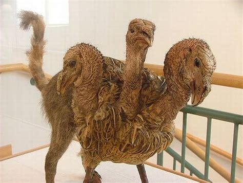 When Taxidermy Goes Wrong 36 Pics
