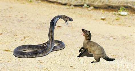 Snake Vs Mongoose Fight Newstrend