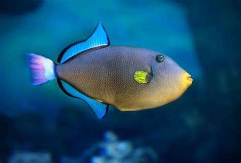 Types Of Triggerfish American Oceans