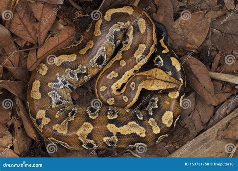 Sumatran Blood Python Python Brongersmai Stock Photo Image Of