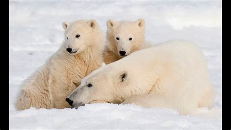 World Largest Polar Bear Zoo Unveiled Radio Sweden Sveriges Radio