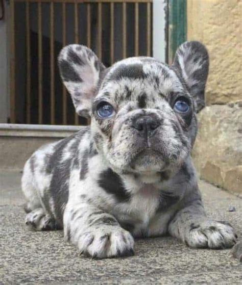 As far as looks go, frenchies have a large, squared head and a compact. French Bulldog Colors (WITH PICTURES) • The Pets KB