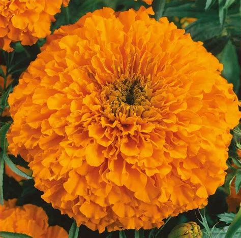 Loose flowers comprise rose, chrysanthemum. Calando Orange African Marigold Seeds - Marigold Seeds for ...