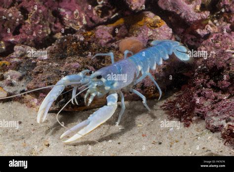 Common Lobster European Clawed Lobster Maine Lobster Europäischer