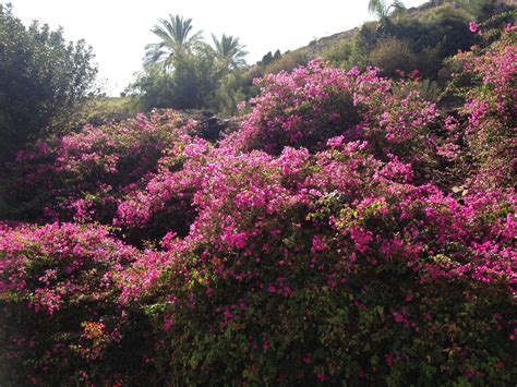 We did not find results for: beautiful flowers, near the Sea of Galilee. | Beautiful ...