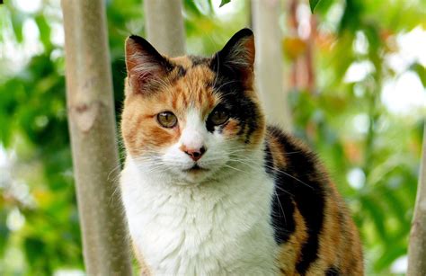 Okonomiyaki is a japanese savoury pancake. 119 Best Calico Cat Names for 2019 with Rankings | The Dog ...