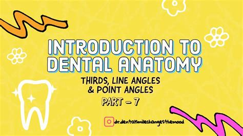 Thirds Line Angles And Point Angles Introduction To Dental Anatomy